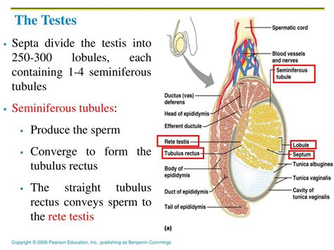 Testes Function