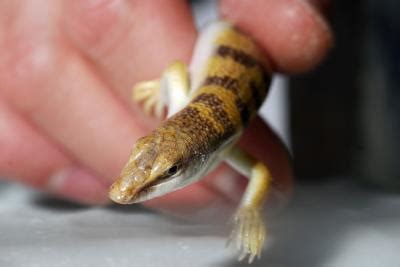 Sandfish Lizard (2 of 2) [IMAGE] | EurekAlert! Science News Releases