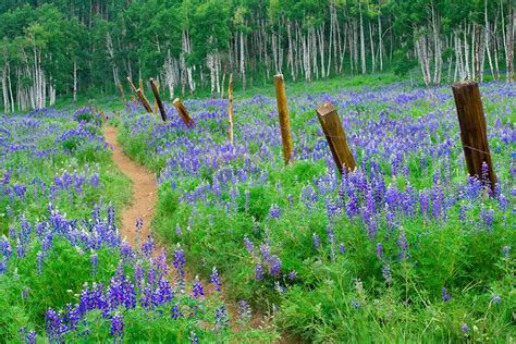 14 best Colorado Rocky Mountain Wildflowers images on Pinterest ...