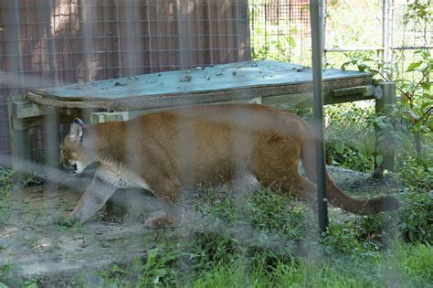 Spotting mountain lions is becoming a Pennsylvania pastime. But they’re ...