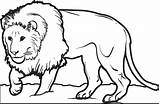Printable Male Lion Coloring Page For Kids – SupplyMe sketch template