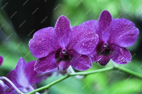 Premium Photo | Bunga anggrek larat orchid flower with purple petals grows in the garden with ...