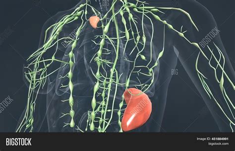 Lymph Nodes Thyroid Image & Photo (Free Trial) | Bigstock