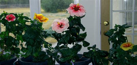 Hibiscus Plant Care Indoors - How to Care for A Hibiscus Houseplant? - EmbraceGardening