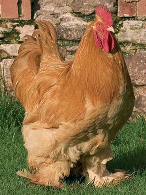 Cochin | Chickens backyard, Heritage chickens, Fancy chickens