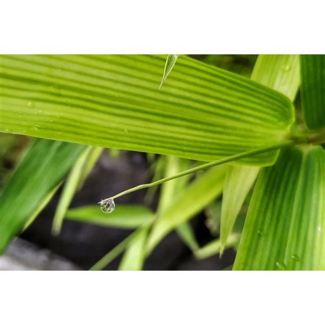 Water droplets on Leaves - PixaHive