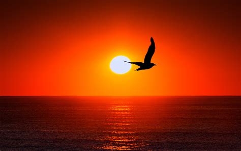 Sunset Sea Bird Silhouette Wallpapers | HD Wallpapers | ID #21673