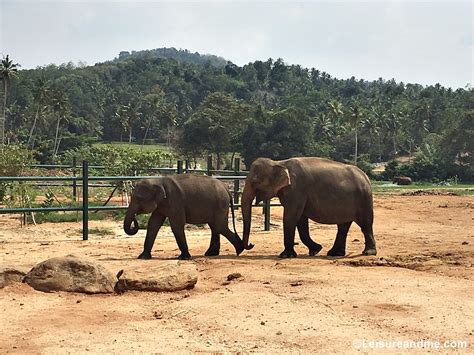 Pinnawala Elephant Orphanage - Is it a Must Visit in Sri Lanka? - Leisure and Me