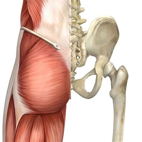 The Sacroiliac Joint: 5 Things We Didn’t Learn in Yoga Teacher Training