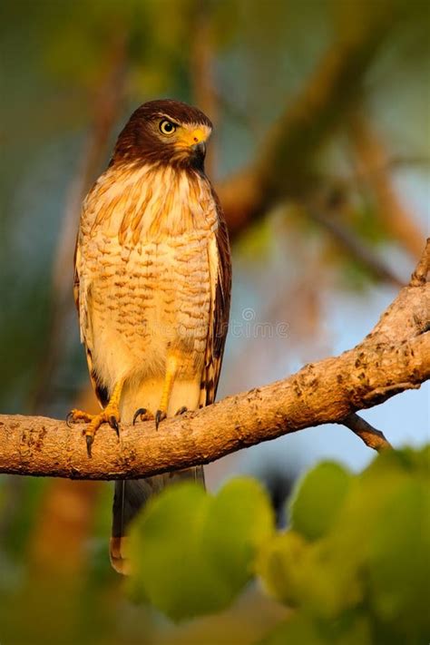 Rufous-thighed Kite, Harpagus Diodon, Birds of Prey in the Nature Habitat with Evening Sun ...