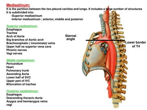 PPT - Sternal angle PowerPoint Presentation, free download - ID:853487