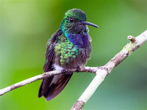 Beautiful Purple Hummingbirds