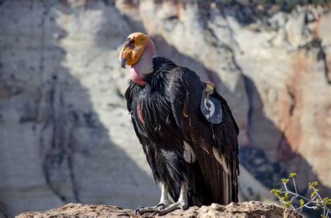 California condors seen in Sequoia National Park after nearly 50 years ...