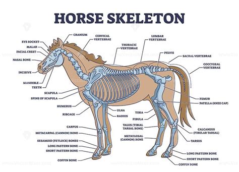 Horse skeleton with animal skeletal system and bone anatomy outline ...