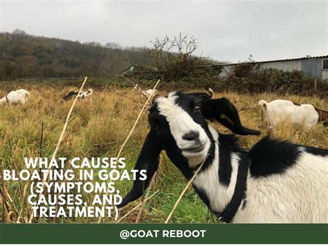 Bloat In Goats What Causes - Symptoms Causes and Treatment