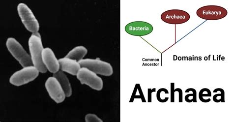 Archaea: Habitat, Characteristics, Classification, Applications