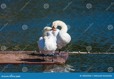 Two Swans in Love Made a Heart Shape Stock Photo - Image of swan, shape ...