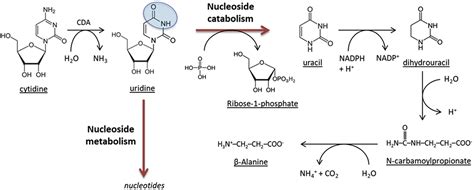 The Emerging Role of Cytidine Deaminase in Human Diseases: A New ...