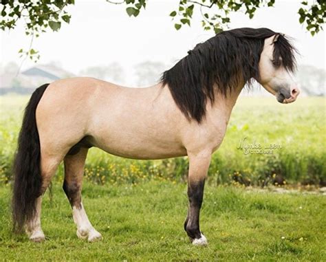 Welsh Cob | Pretty horses, Pony breeds, Horse breeds