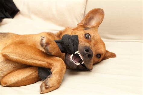 Help! My Dog Swallowed a Sock - PatchPuppy.com