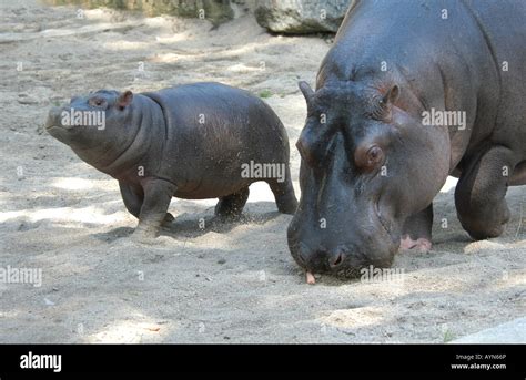 Female Hippopotamus (Hippopotamus amphibius) with its baby at Prague ...