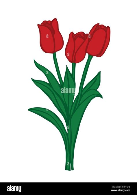 Bouquet of red tulips. Red tulips isolated on white background. Drawing vector graphics with ...