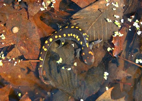 Spotted Salamander in Vernal Pool | Cute reptiles, Salamander, Vernal pool