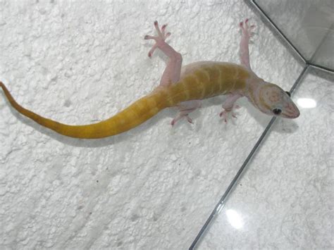 Golden Gecko Facts and Pictures