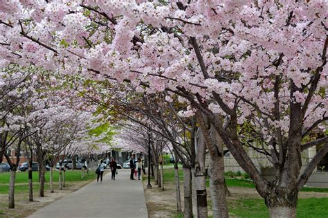 5 places to find cherry blossoms in Toronto beyond High Park