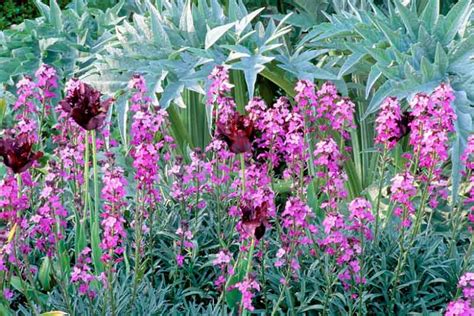 Erysimum 'Bowles's Mauve' (Wallflower)