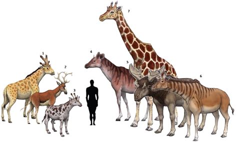 Familia Giraffidae, vivos y extintos. 1.Bramatherium perimense. 2.Climacoceras africanus. 3 ...