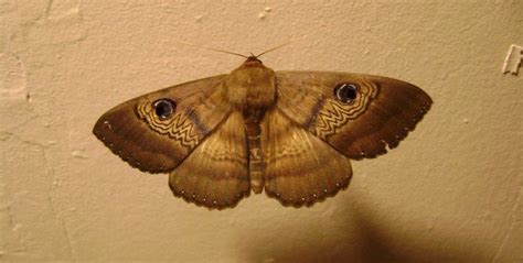 Bogong moth - Alchetron, The Free Social Encyclopedia