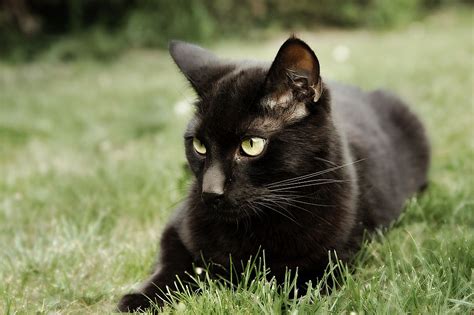 Beautiful Black Cat Hd Pictures/Wallpapers 2013 | Beautiful And Dangerous Animals/Birds Hd ...