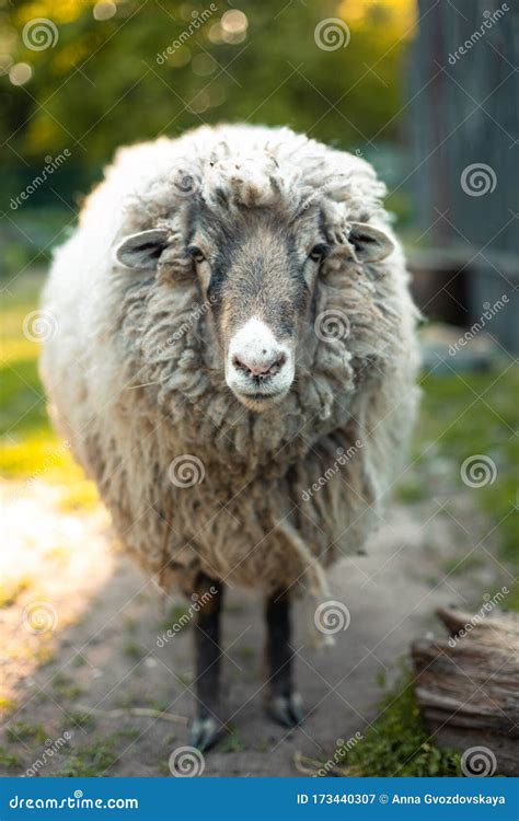 Portrait of White Sheep. Farm Animal in Garden Stock Image - Image of ...