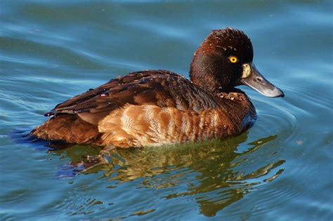 Lesser Scaup female at Bolsa Chica | The Lesser Scaup is a s… | Flickr