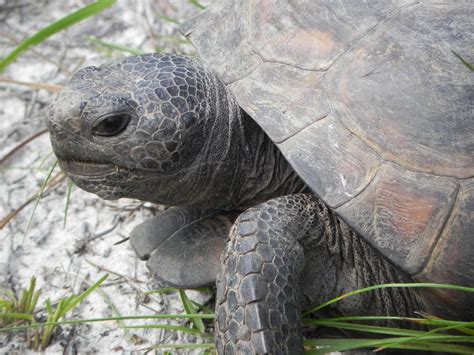 Gopher Tortoise | Florida State Parks