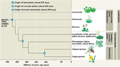 Evolution Of Plant Kingdom