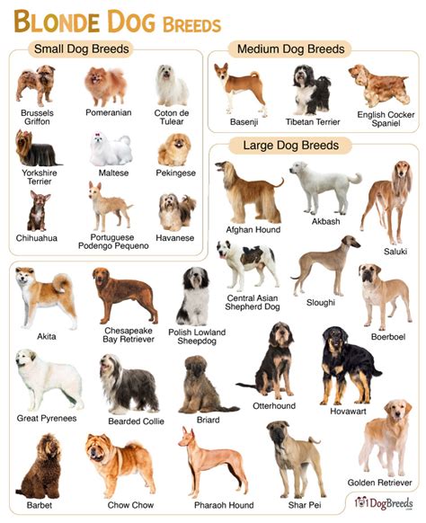 List of Small, Medium, & Big Blonde Dog Breeds with Pictures | 101DogBreeds.com