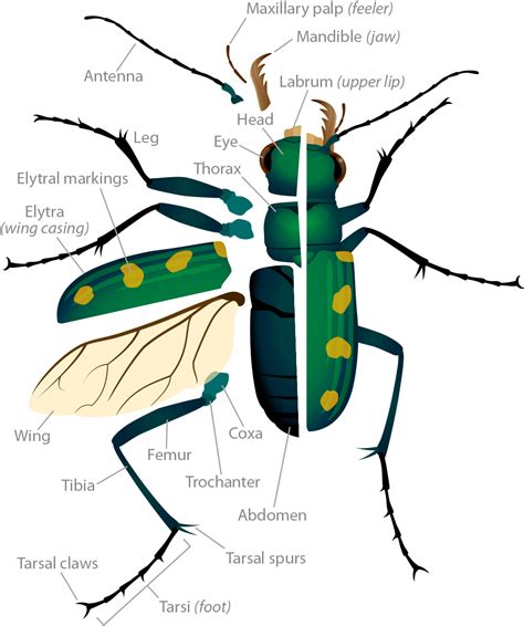 Tiger Beetle Anatomy | ASU - Ask A Biologist