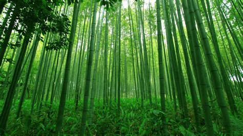 Free photo: Bamboo Forest - Bamboo, Forest, Green - Free Download - Jooinn