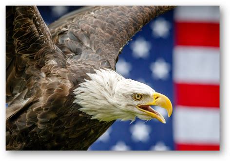 Bald Eagle Symbolism: Not Really Bald! – My WordPress