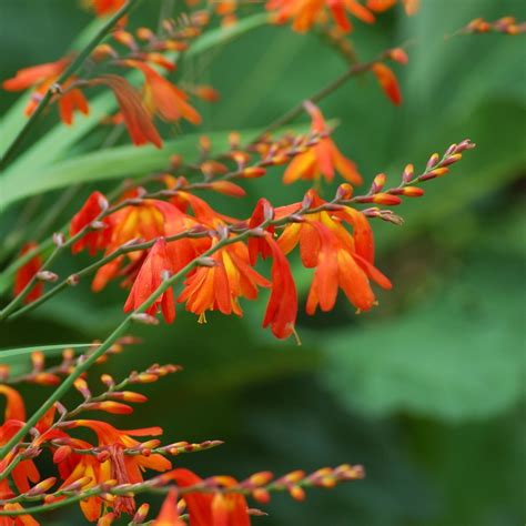 Growing Crocosmia | ThriftyFun