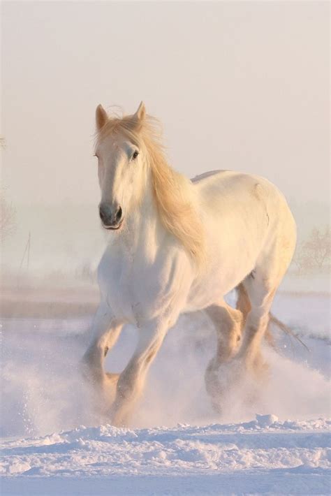 A beautiful white horse in the snow #cute #horse #cuteanimals #TheWorldIsGreat | Horses ...