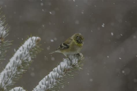 American Goldfinch Eye disease - FeederWatch