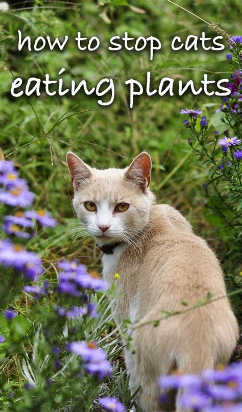 Why Do Cats Eat Plants And How To Stop Them Doing It