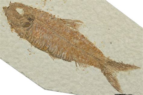 3.6" Detailed Fossil Fish (Knightia) - Wyoming (#248253) For Sale - FossilEra.com