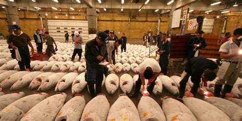 Japan cutting size of tuna fleet | IntraFish.com