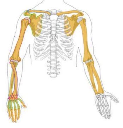 Radius Bone Diagram