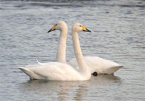 BBC Autumn Watch 2015 - Highlights - The Bird House | Swan, Mute swan ...