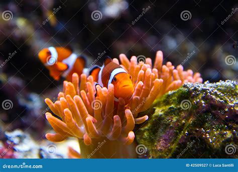 Clownfish in Marine Aquarium Stock Image - Image of swimming, anemone ...